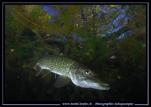 King Pike Fish in his pound... 2 :O)... by Michel Lonfat 